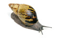 Archachatina camerunensis Cameroon adult